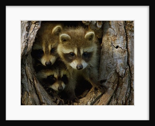 Raccoon family in hollow of tree by Anonymous