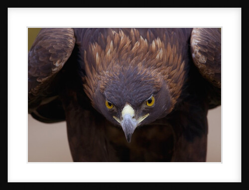Male golden eagle by Anonymous