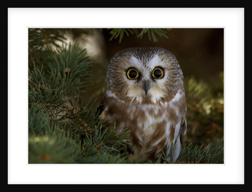 Saw-whet owl in pine tree by Anonymous