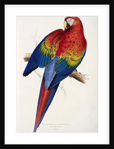 Red and Yellow Maccaw by Edward Lear