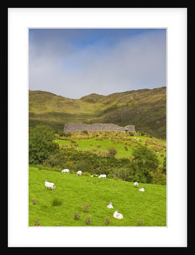 Sheep grazing near Staigue Stone Fort on the Iveragh Peninsula by Anonymous