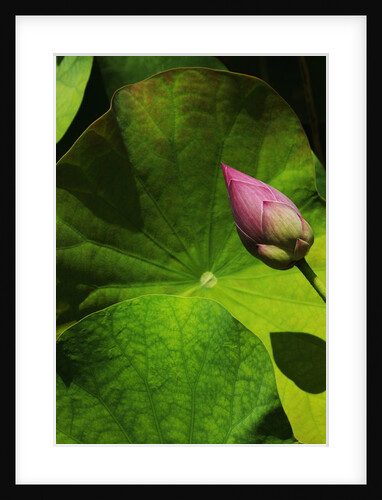 Lotus flower at Bang Pa-in Summer Palace in Thailand by Anonymous