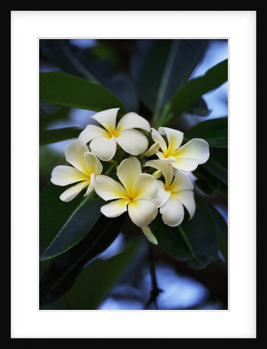 White frangipani flower by Anonymous
