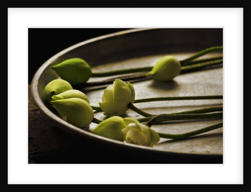 Lotus buds in offering plate at Ayuthaya in Thailand by Anonymous