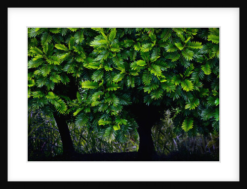 Lush green trees in Chiang Mai in Thailand by Anonymous