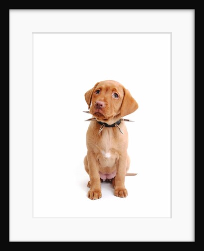 Fox red labrador puppy wearing large spiked collar by Anonymous
