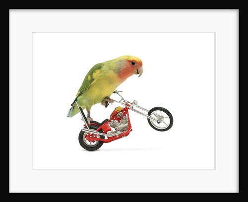 Rosy-faced lovebird perched on toy motorcycle do wheelie by Anonymous