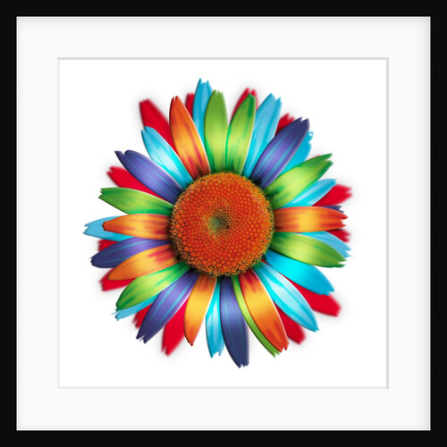 Brightly colored daisy by Anonymous