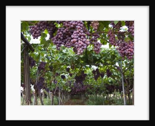Red table grapes on vine in Basilicata by Anonymous