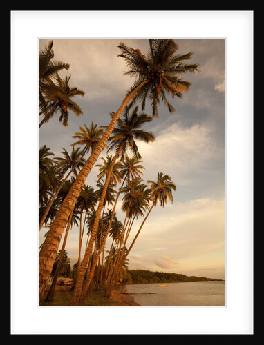Coconut Grove, Molokai, Hawaii by Anonymous