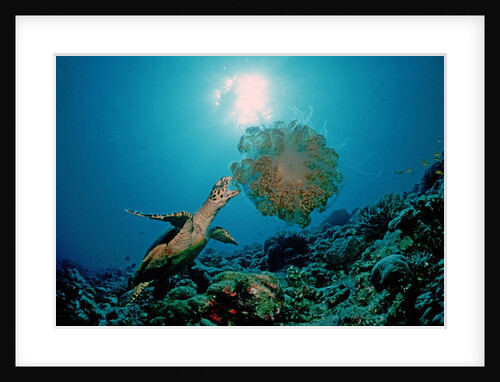 Hawksbill Sea Turtle (Eretmochelys imbricata) eating a Jellyfish, Indian Ocean by Anonymous