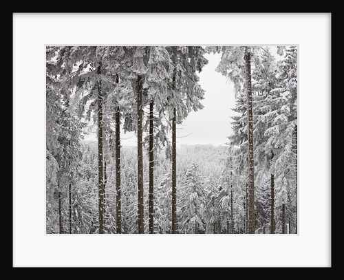 Evergreen forest in winter by Anonymous