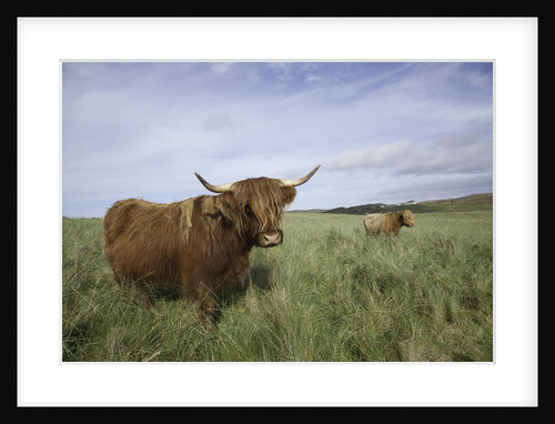 Shaggy haired highland cows by Anonymous