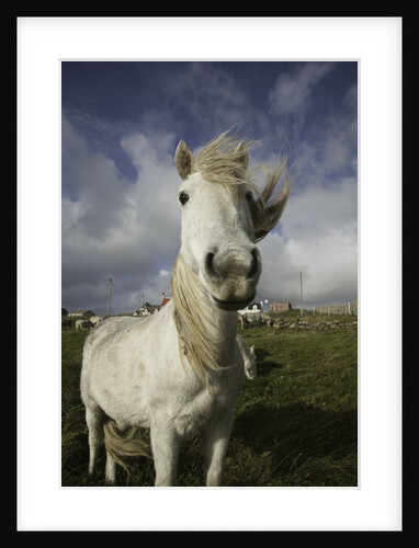 Wild Eriskay ponies grazing in village by Anonymous