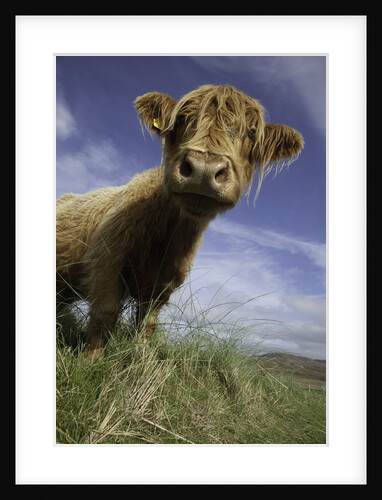 Shaggy haired highland cow by Anonymous