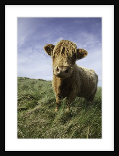 Shaggy haired highland cow by Anonymous