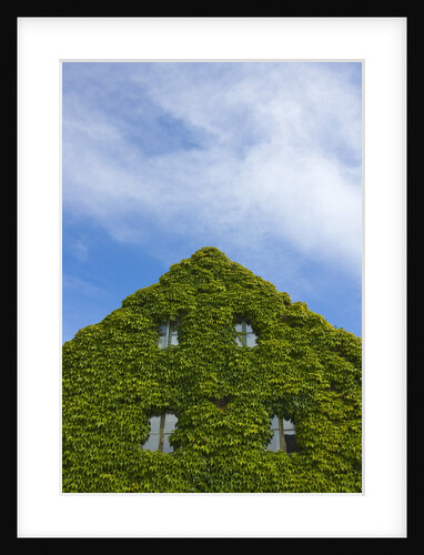 Medieval house wall covered by ivy, Visby by Anonymous