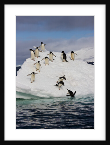 Adelie Penguins on ice pack just off of Paulet Island by Anonymous