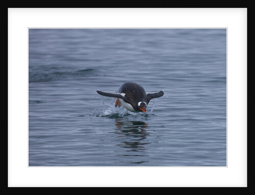 Gentoo penguin jumping out of the water off of Neko Harbor by Anonymous