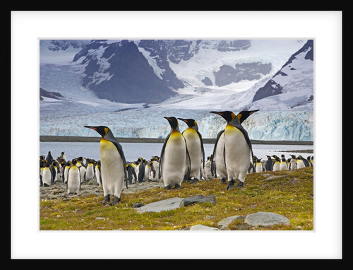 King penguins at Gold Harbor near glacier on South Georgia Island by Anonymous