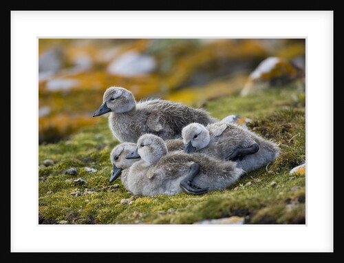 Baby Falkland steamer ducks huddled together by Anonymous