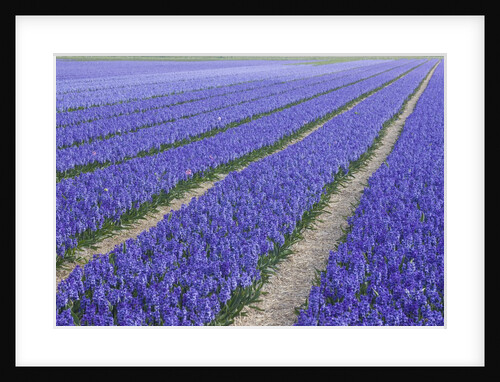 Field of blue hyacinths in bloom in the Netherlands by Anonymous