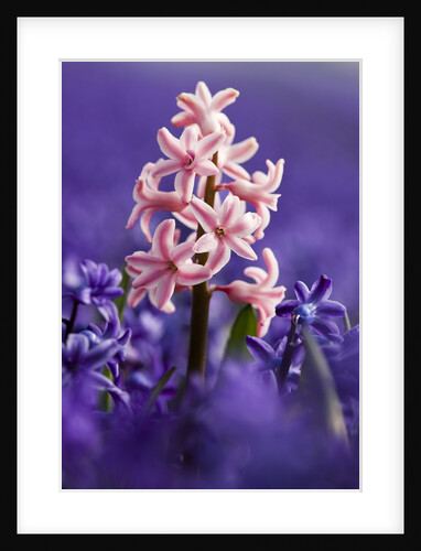 Pink hyacinth in field of blue hyacinths by Anonymous