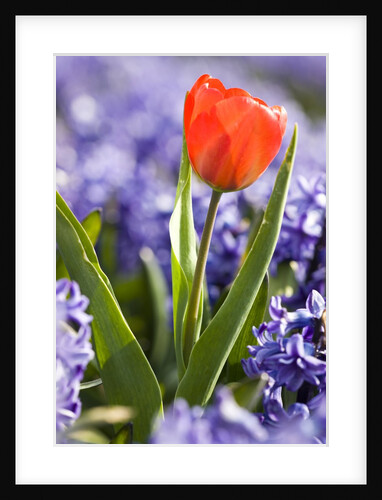 Red Tulip in field of blue Hyacinths in North Holland Province by Anonymous