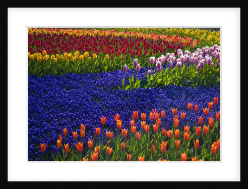 Tulips and grape hyacinth in Keukenhof Gardens by Anonymous