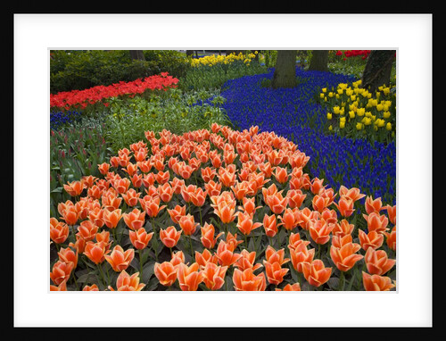 Mass plantings of tulips in Keukenhof Gardens by Anonymous