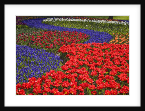 Tulips and hyacinth in Keukenhof Gardens by Anonymous