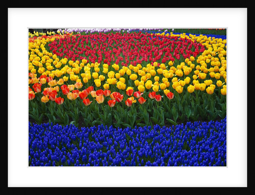 Tulips and grape hyacinth in Keukenhof Gardens by Anonymous