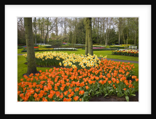 Tulips in Keukenhof Gardens by Anonymous