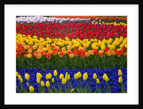 Mass plantings of tulips in Keukenhof Gardens by Anonymous