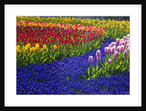 Tulips and grape hyacinth in Keukenhof Gardens by Anonymous