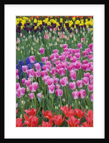 Mass plantings of tulips in Keukenhof Gardens by Anonymous