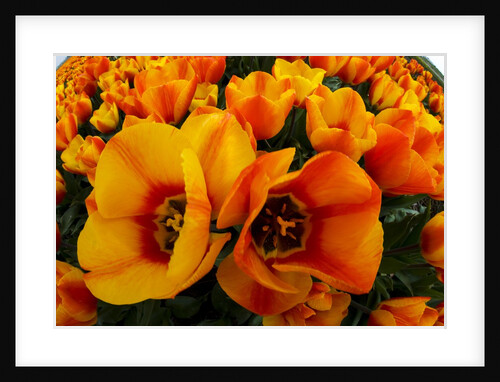 Orange tulip fields in North Holland in the Netherlands by Anonymous