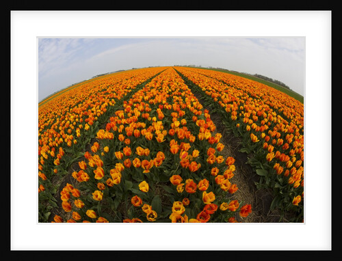 Orange tulip fields in North Holland in the Netherlands by Anonymous