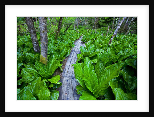 Skunk cabbage along wooden trail on the Oregon Coast near Coos Bay by Anonymous