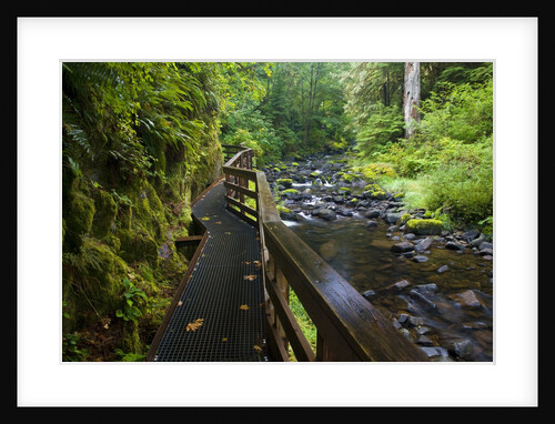 Wet trail along Sweet Creek near Florence on the Oregon Coast by Anonymous