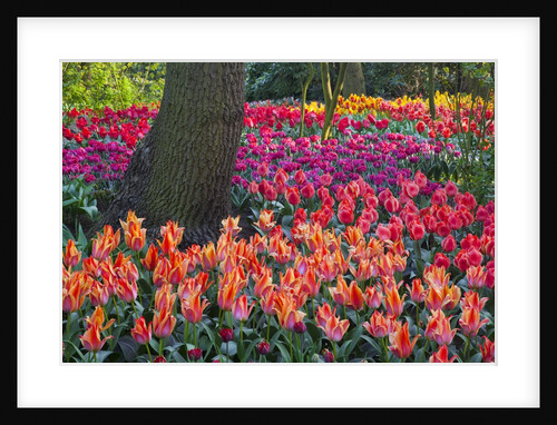 Mass plantings of tulips in Keukenhof Gardens by Anonymous