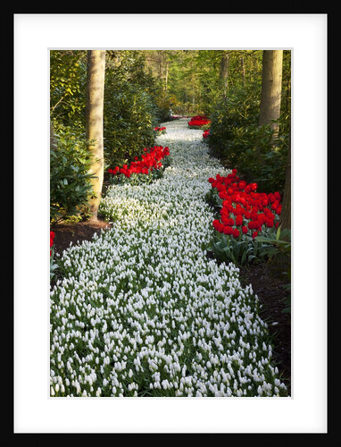 Strip of white grape hyacinths edged with red tulips in Keukenhof Gardens by Anonymous