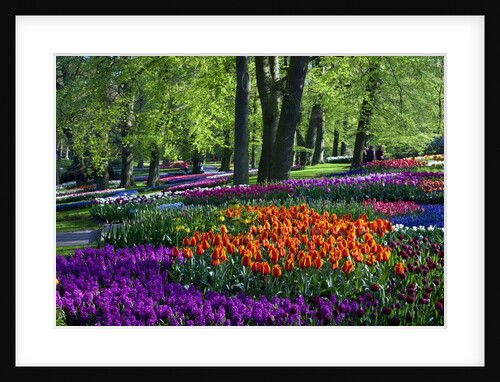Tulips and hyacinth in Keukenhof Gardens by Anonymous