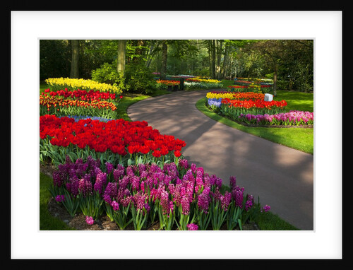 Walkway among tulips and hyacinth in Keukenhof Gardens by Anonymous