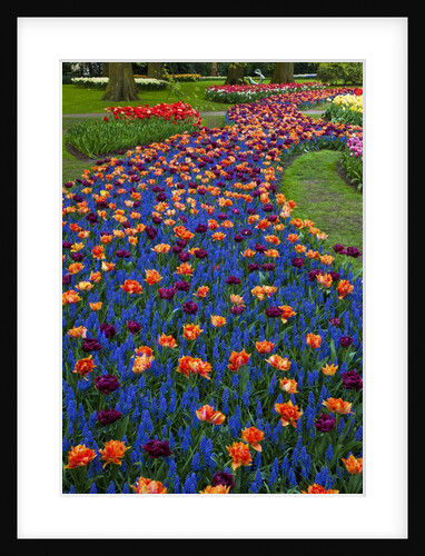 Tulips and grape hyacinth in Keukenhof Gardens by Anonymous