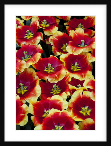 Tulips in Keukenhof Gardens by Anonymous