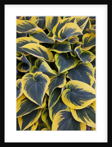 Hosta display in Keukenhof Gardens by Anonymous