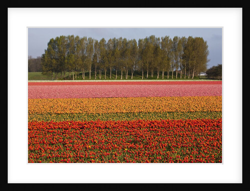 Tulip fields in springtime near Keukenhof Gardens by Anonymous