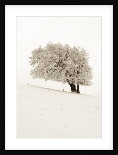 Hoar frost on beech trees in the Black Forest in winter by Anonymous