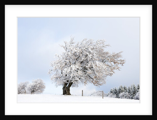 Hoar frost on beech trees in the Black Forest by Anonymous